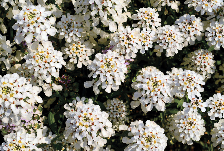 Evergreen candytuft Iberis sempervirens - white flowers in a garden