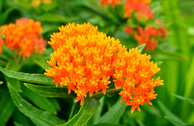 Butterfly Weed Asclepias tuberosa Milkweed Wildflower