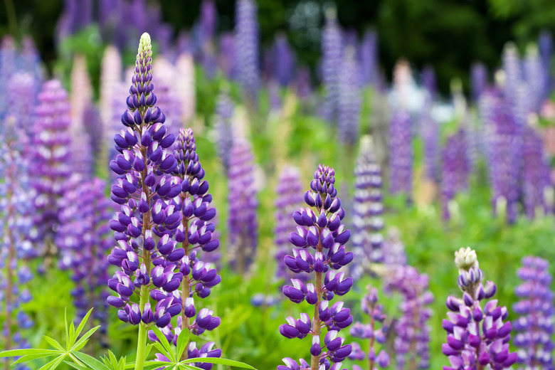 Wild lupines growing in Black Forest