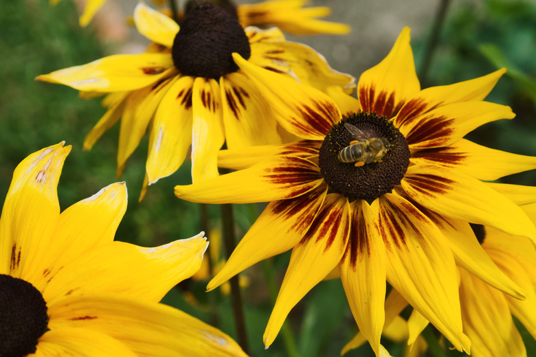 Bee on Black-eyed Susan