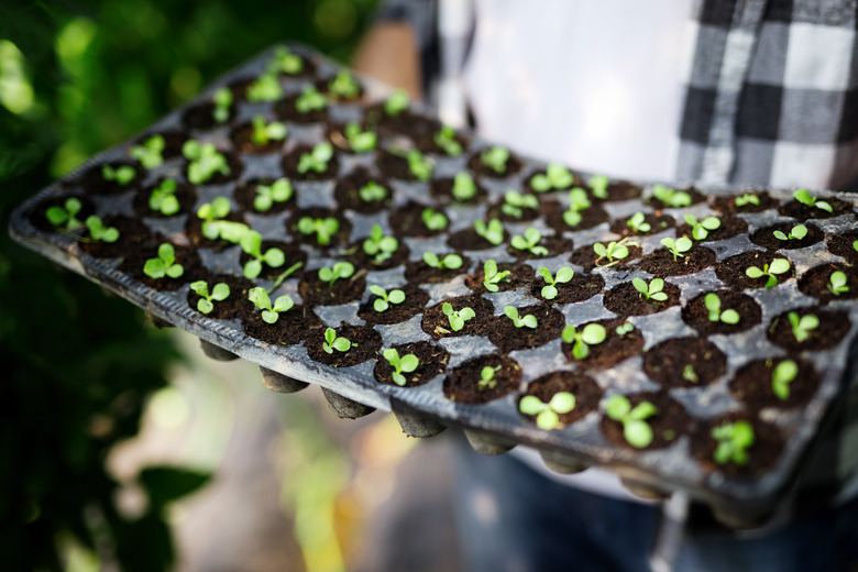 Farmer planting young seedlings in a greenhouse