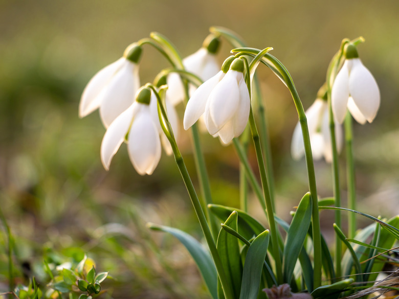 A close-up of some dainty