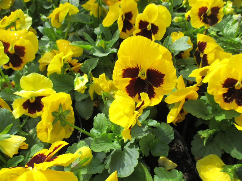 Bright yellow pansy Viola x wittrockiana flowers that are blooming beautifully in autumn flowerbeds.