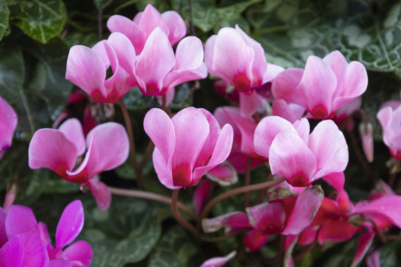 Pink Persian cyclamen Cyclamen persicum flowers plant in full bloom.