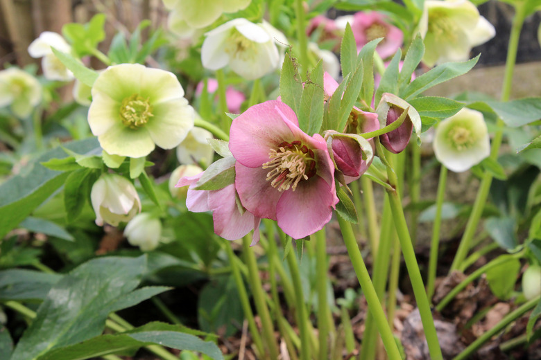 A selective focus close-up of colorful hellebore flowers in a garden.