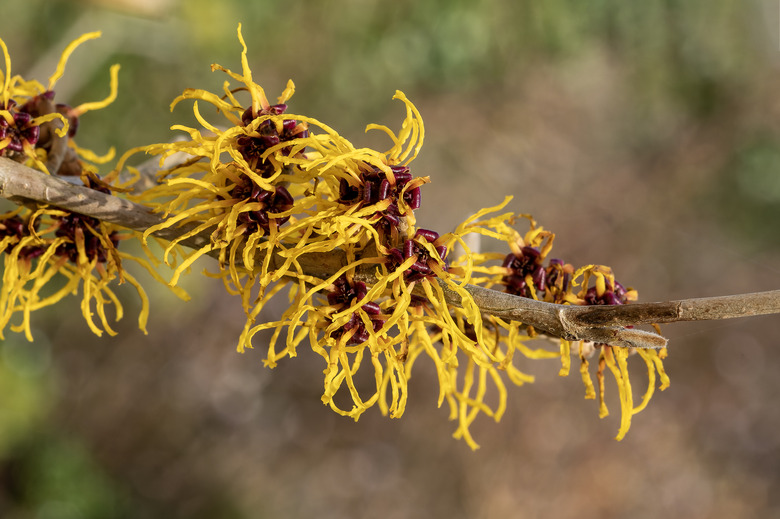 A close-up of some beautifully yellow witch hazel Hamamelis mollis flowers.