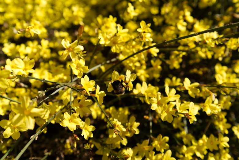 A bee pollinating some lovely yellow winter jasmine Jasminum nudiflorum flowers.