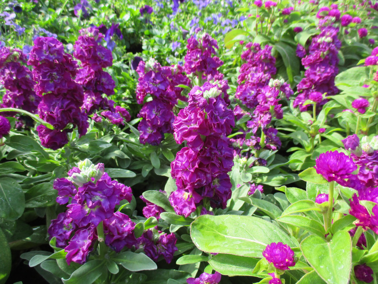 Bright purple stock flowers Matthiola incana that are producing delightful blooms.