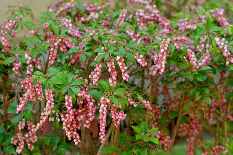 Some delightful Japanese andromeda Pieris japonica flowers hanging down from their shrub.