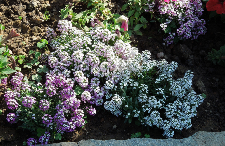A large cluster of white and pinkish-white flowers of sweet alyssum Lobularia maritima in full bloom.