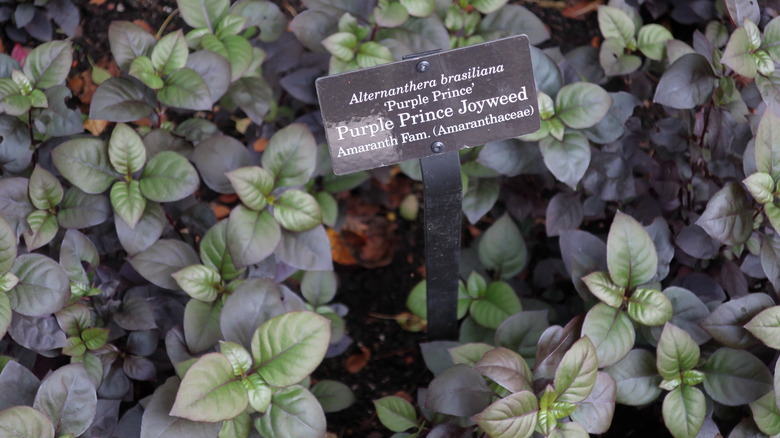 Some delightful Purple Prince joyweed Alternanthera brasiliana 'Purple Prince' growing at the Chicago Botanical Gardens.