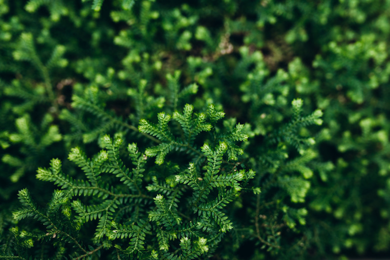 A close-up of some trailing Irish moss Selaginella kraussiana.