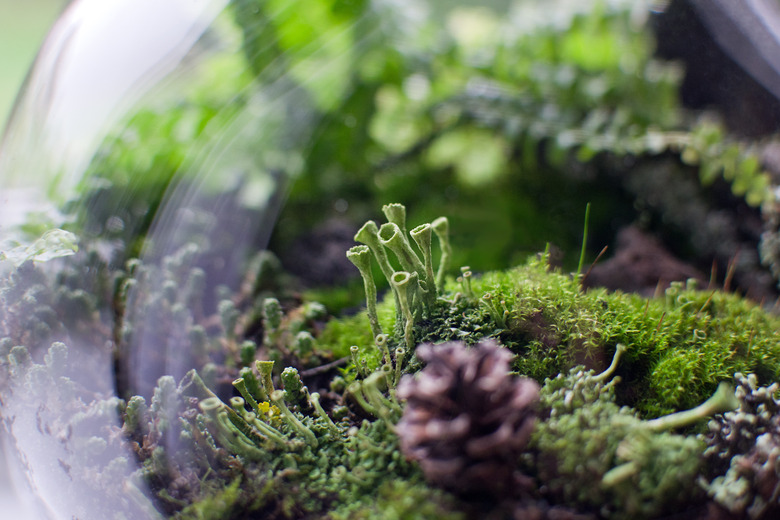 A close-up of Cladonia fimbriata lichen growing in a glass florarium.