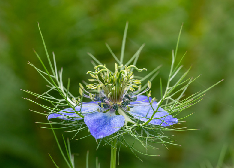 The intricate purple and blue bloom of a love-in-a-mist Nigella damascena plant.