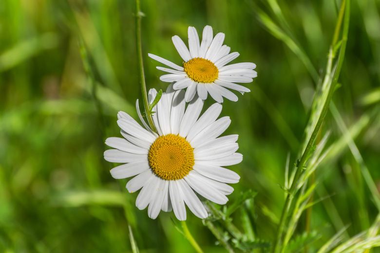 Two gentle German chamomile Matricaria chamomilla blossoms of white petals with yellow centers.