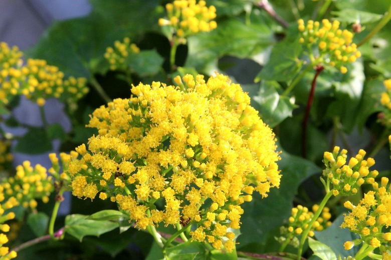 A yellow German ivy Senecio mikanioides bloom.