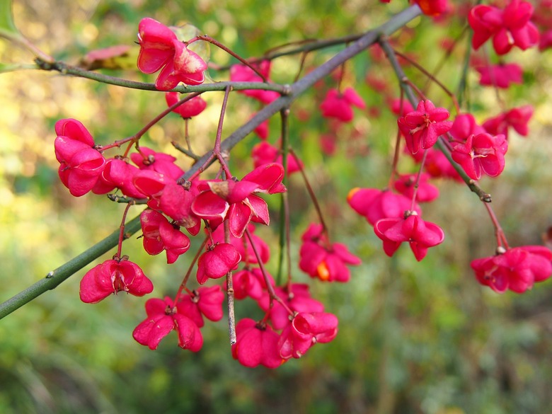 Deep pink blooms of the European spindle Euonymus europaeus.