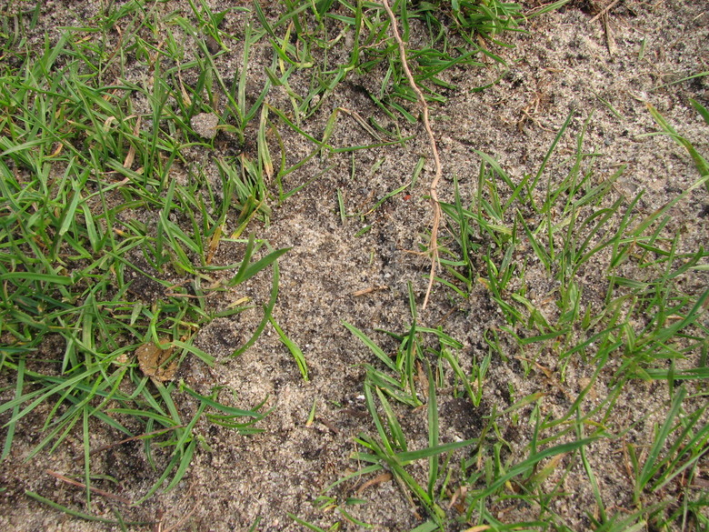A close-up of some sandy soil with some grass poking out of it here and there.