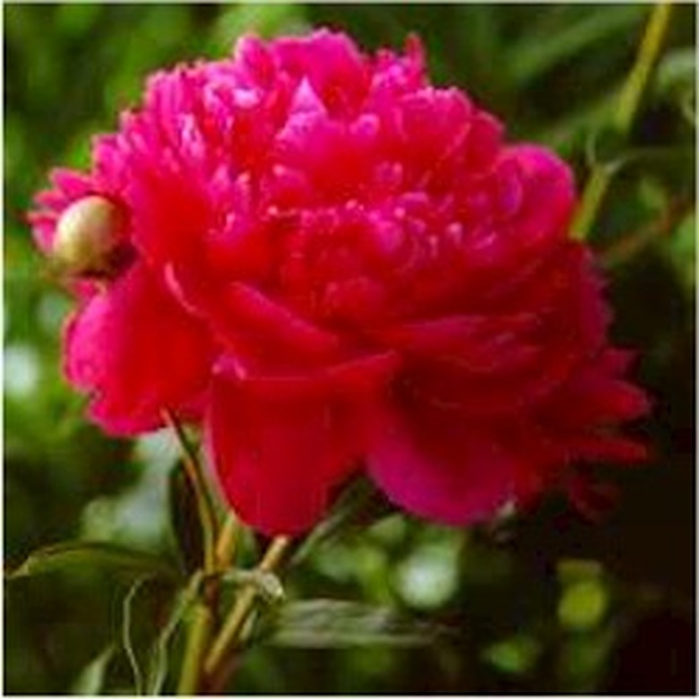 Peony Double 'Shawnee Chief'