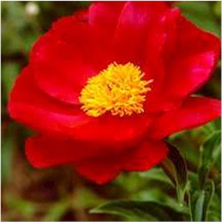 Peony Single 'Topeka Garnet'