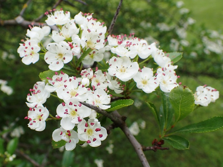 A close-up of some cockspur hawthorn Crataegus crus-galli leaves and flowers.