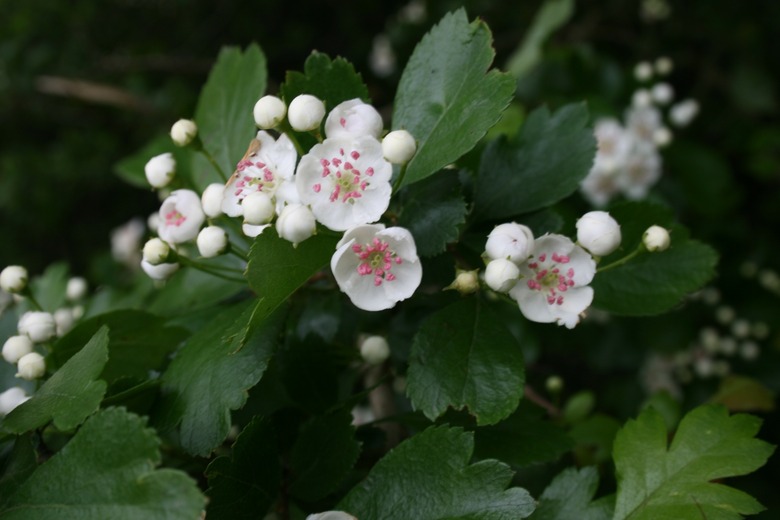 A close-up of white English hawthorne Crataegus oxycantha flowers.