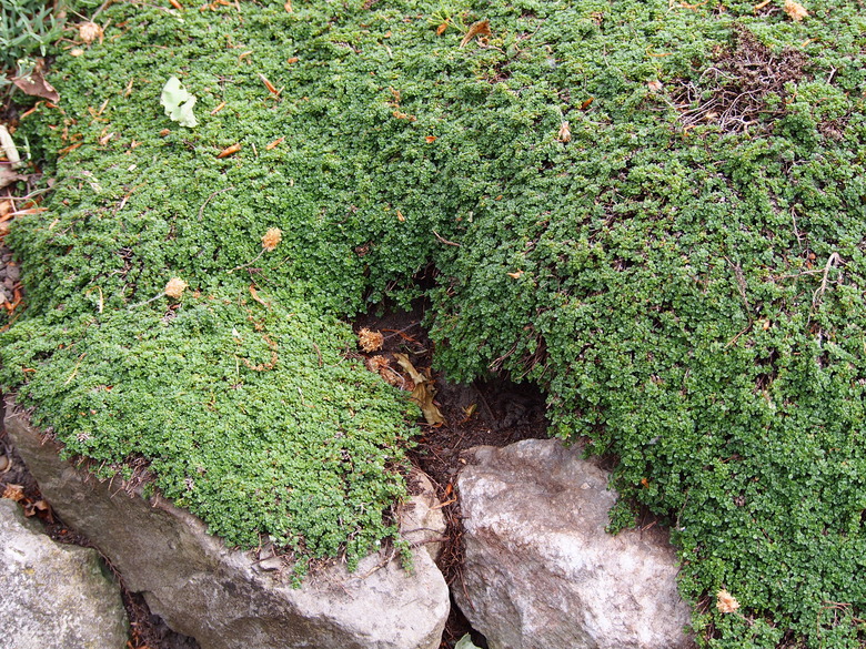 Pygmaeus creeping thyme Thymus serpyllum 'Pygmaeus' growing along some rocks.