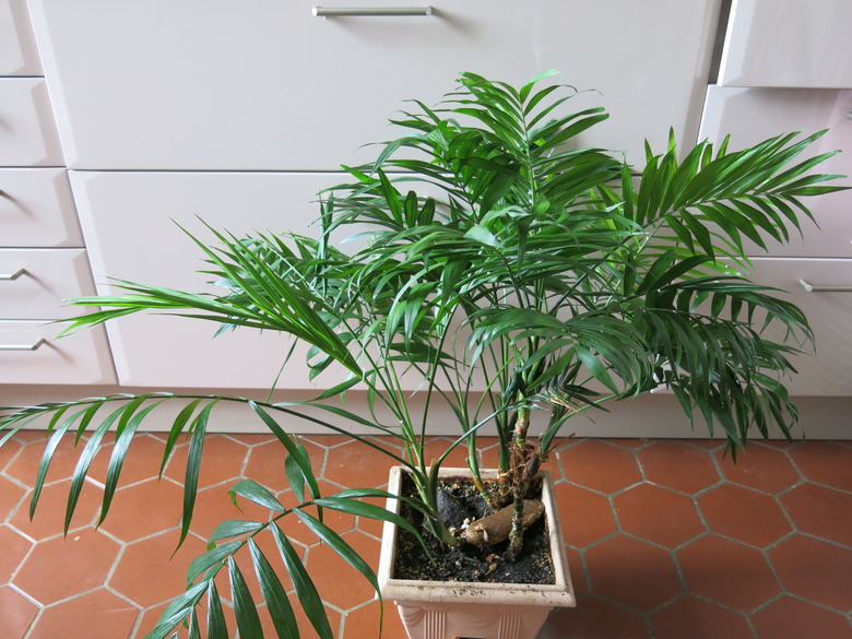 A neanthe palm Chamaedorea elegans in a cute