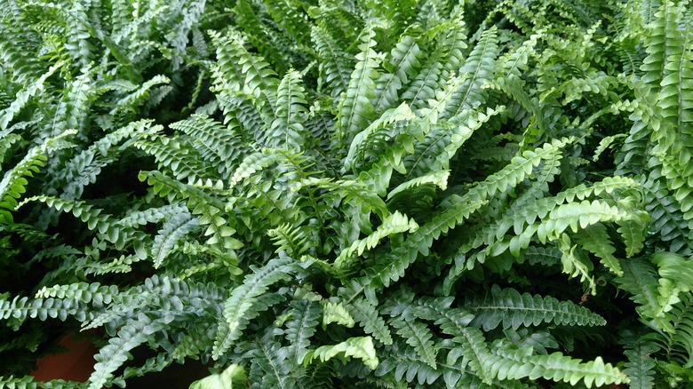 A handful of Boston ferns Nephrolepis exaltata positioned next to each other.
