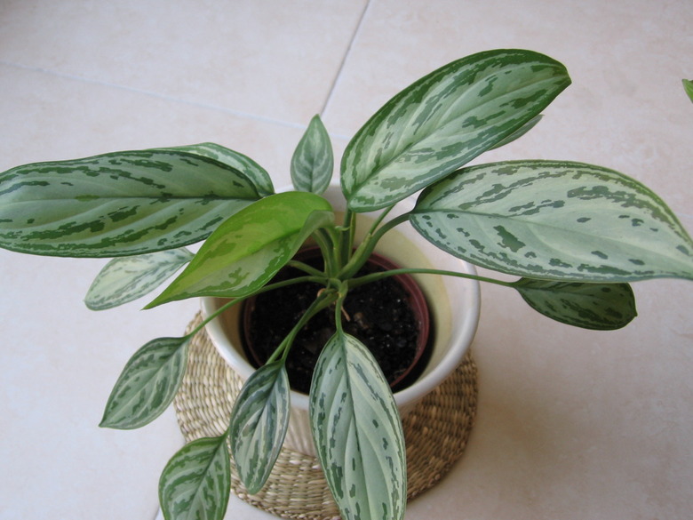 A Silver Queen Phillipine evergreen Aglaonema commutatum 'Silver Queen' growing in a white pot