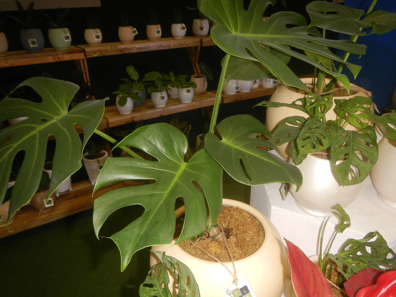 A few Swiss cheese plants Monstera deliciosa growing in spherical pots on a table.