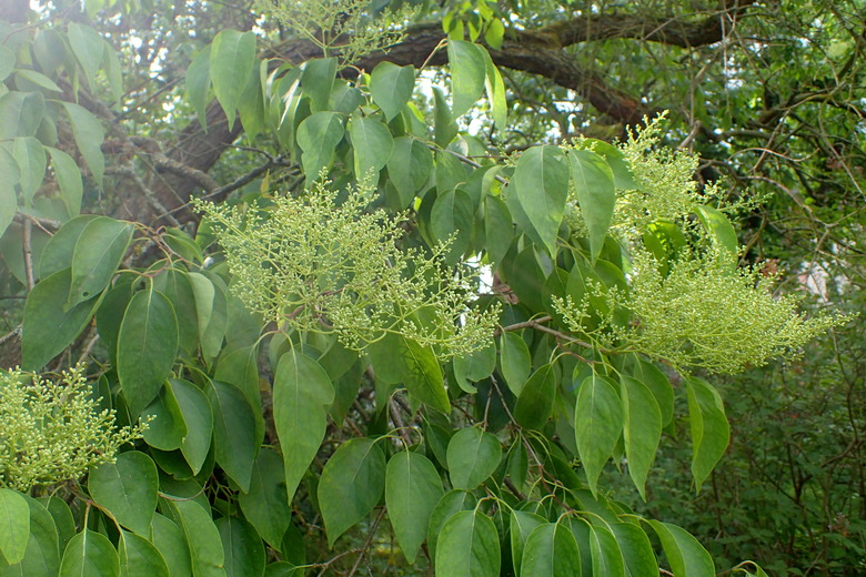 Branches of a Japanese tree lilac Syringa reticulata full of verdant leaves.