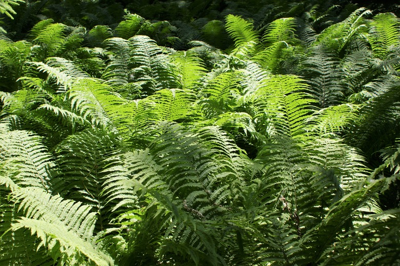 A bunch of ostrich ferns Matteuccia struthiopteris growing together in a garden.