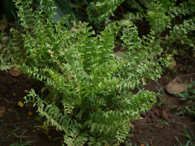Some Boston ferns Nephrolepis exaltata 'Bostoniensis' growing outdoors.