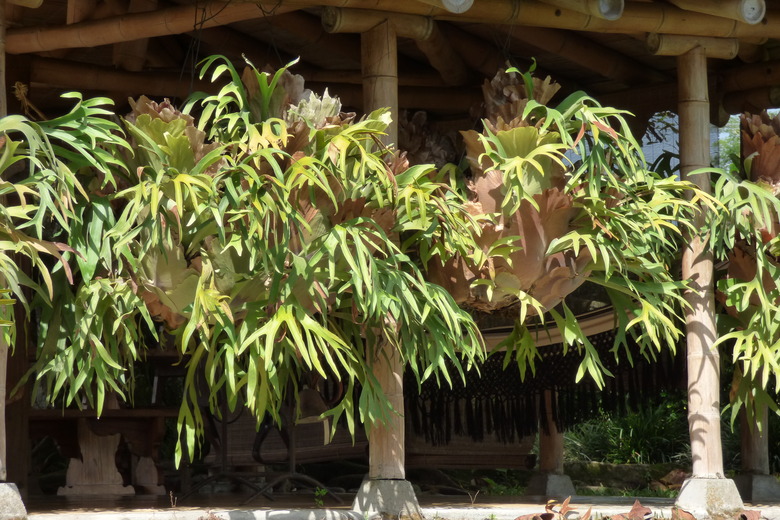 A few staghorn ferns Platycerium bifurcatum growing in hanging baskets.