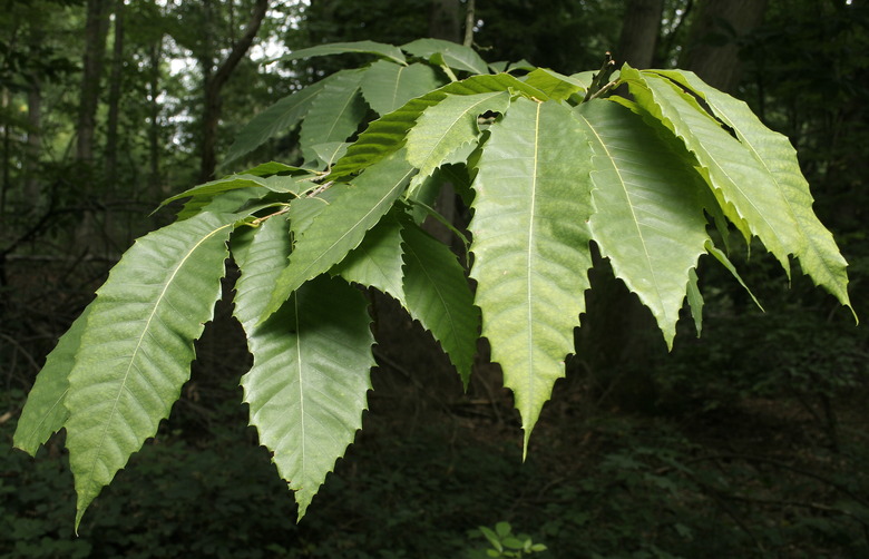 A close-up of the leaves of an American chestnut tree Castanea dentata.