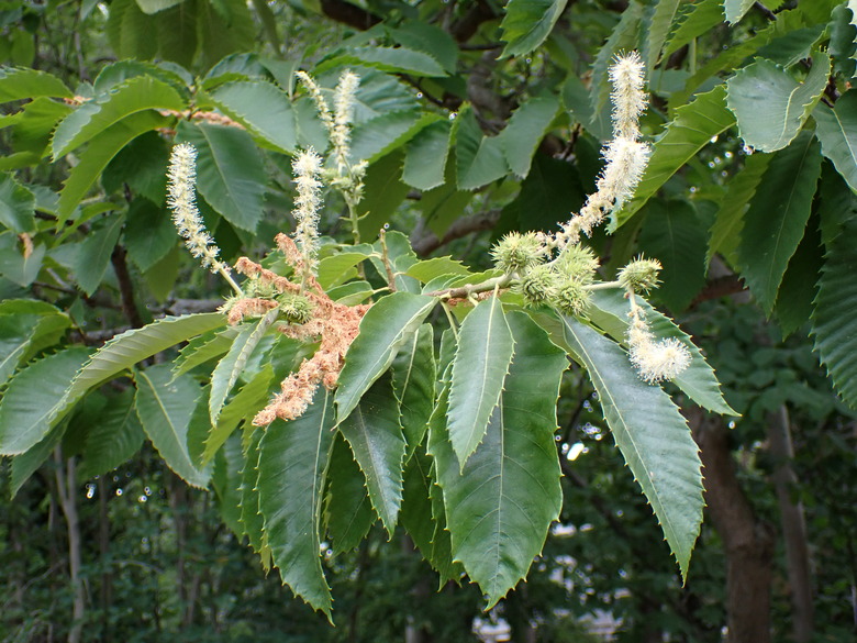 A close-up of Allegheny chinkapin Castanea pumila leaves.