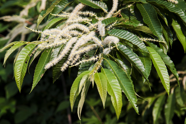 A close-up of the leaves of a Japanese chestnut Castanea crenata tree.
