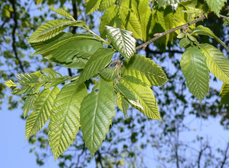 A close-up of Chinese chestnut Castanea mollissima leaves.