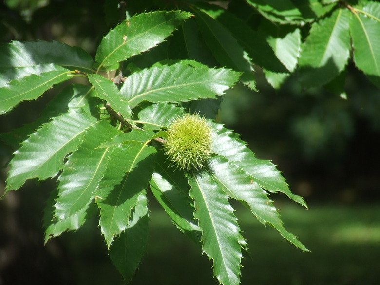 A close-up of the leaves of a European chestnut Castanea sativa tree.