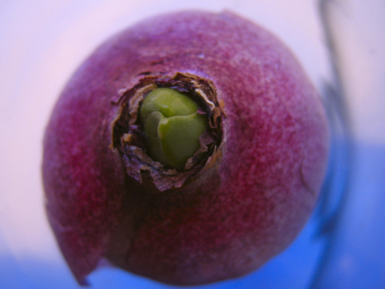 An extreme close-up of a beet-red hyacinth bulb.