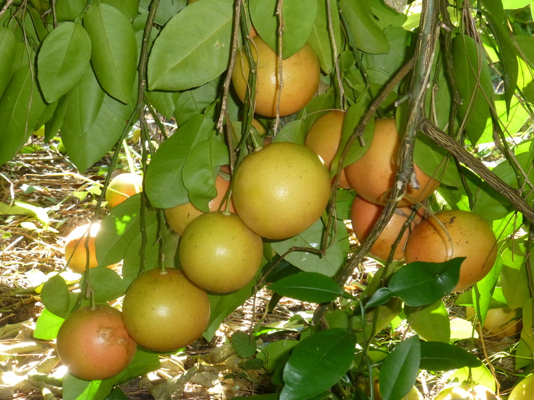 A grapefruit tree Citrus x paradisi with a number of crowded fruits growing on it.