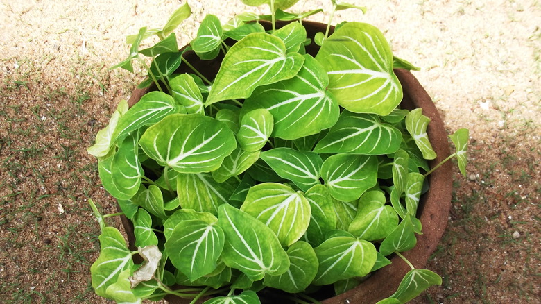 A top-down shot of a healthy Caladium schomburgkii growing in a pot.
