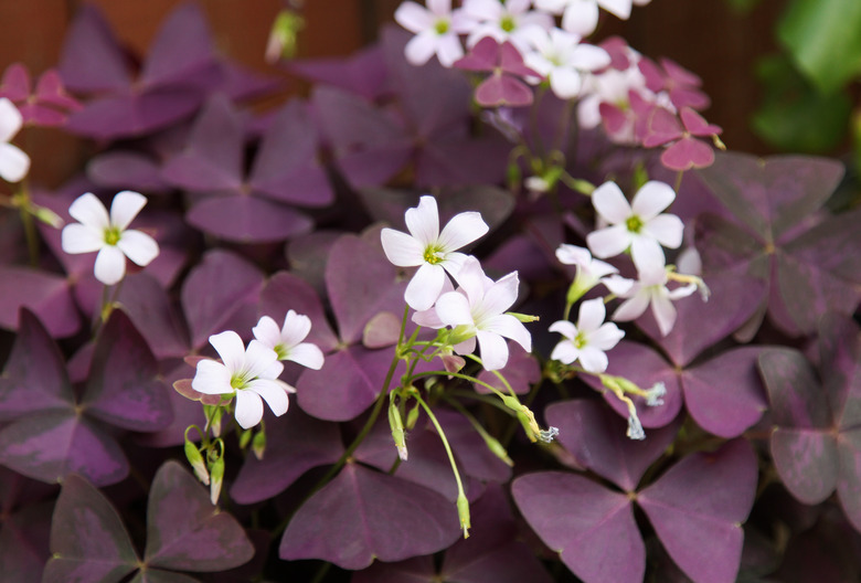 A close-up of a purple shamrock plant Oxalis triangularis with its purple leaves and small white flowers.
