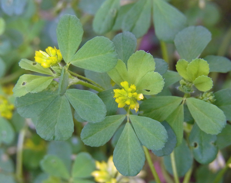 A close-up of a few three-leaf clovers Trifolium dubium.