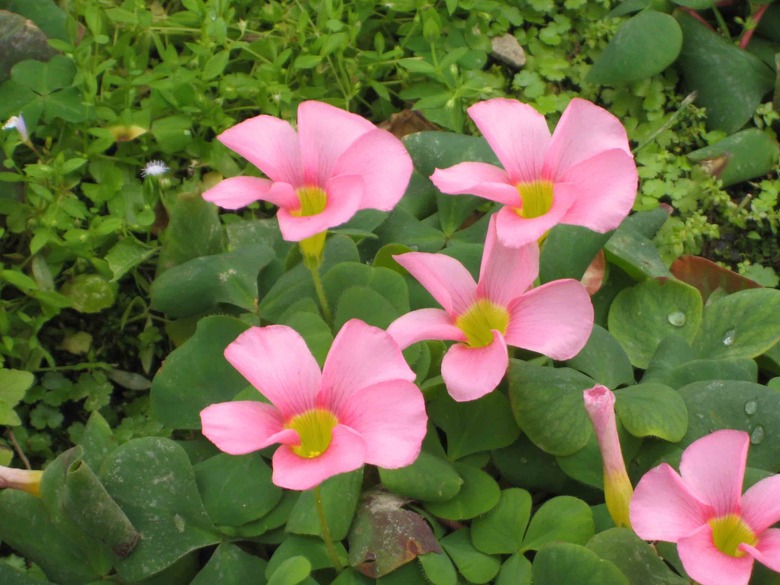A handful of pink flowers pop up out of some purple woodsorrel Oxalis purpurea plants.