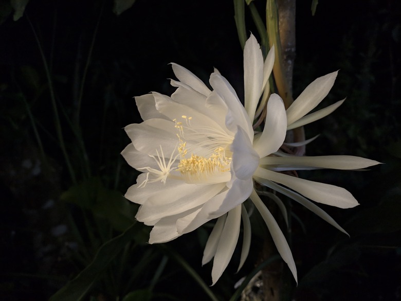 A close-up of a Queen of the Night Epiphyllum oxypetalum flower in full bloom at night.