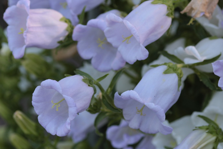 A group of soft white Canterbury bells Campanula medium flowers in the shade.