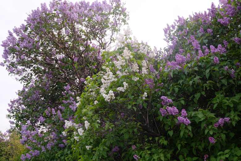 An upshot of some common lilacs Syringa vulgaris bushes.