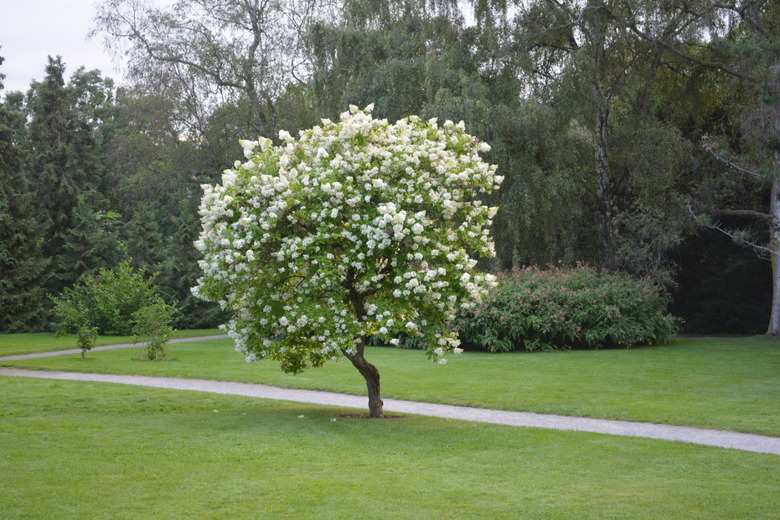 A Japanese tree lilac Syringa reticulata growing in a botanical garden in Oslo